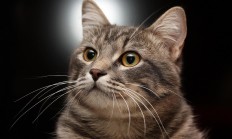 开云体育直播-欧冠决赛焦点战，巴萨压哨绝杀佛罗伦萨，史诗之夜铸就永恒传奇