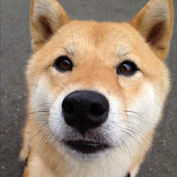 舞台越大，越显光芒，意甲焦点战之夜与约基奇的跨界启示